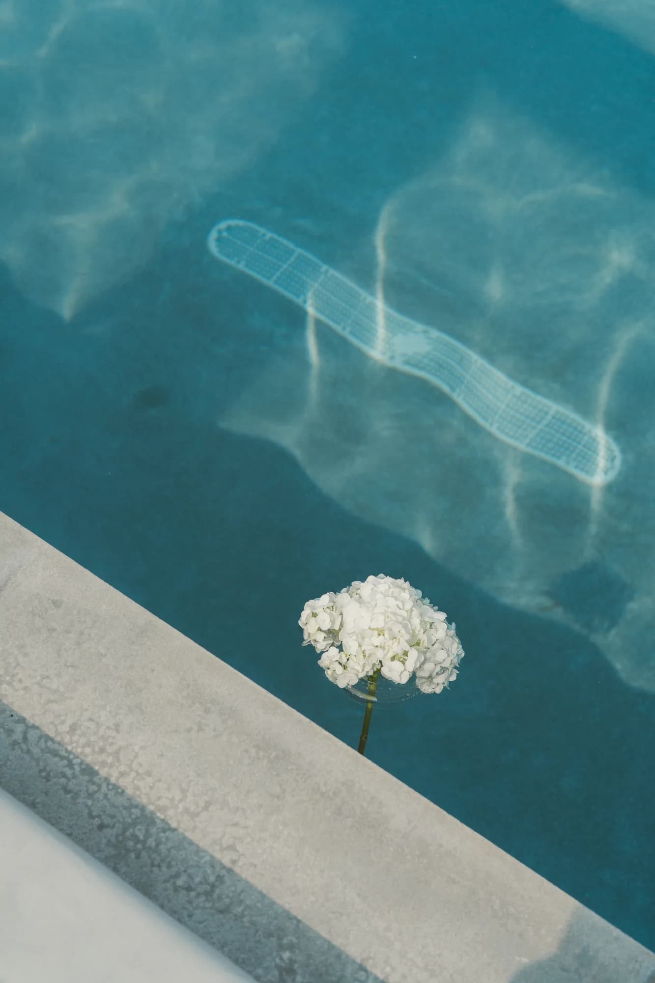 A single white hydrangea head stands in a glass at the edge of a pool, light rippling across the water