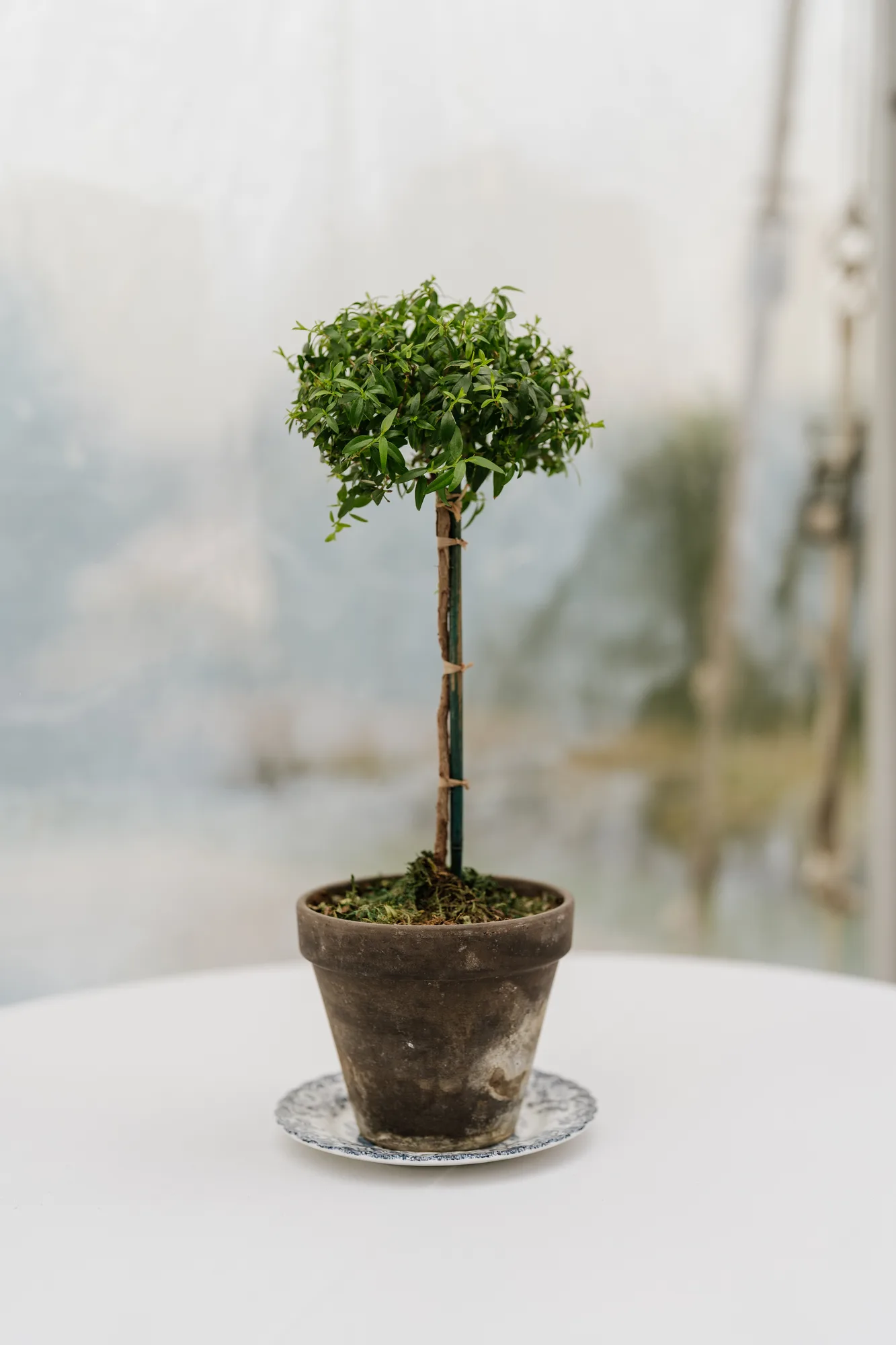 A small potted topiary in a weathered terracotta pot on a blue and white saucer, set on a white tablecloth