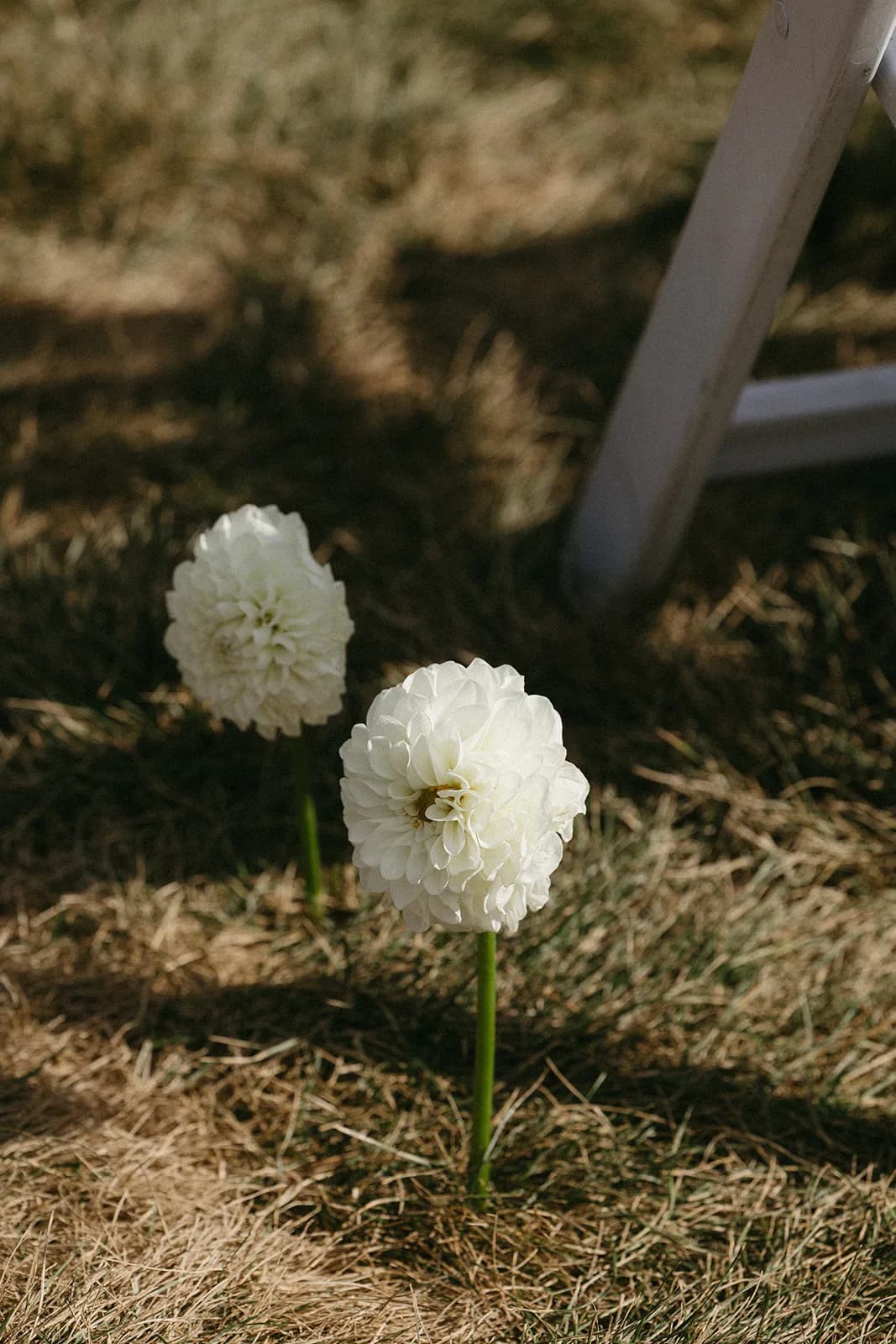 Two white ball dahlias on bare stems stand in dry grass beside a white folding chair leg along the ceremony aisle