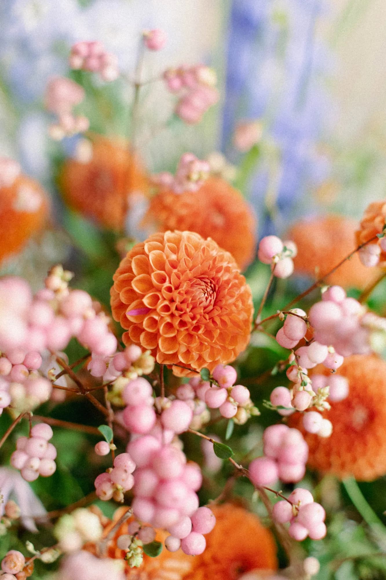 Close view of an orange ball dahlia ringed by clusters of pink snowberry, blue delphinium soft behind