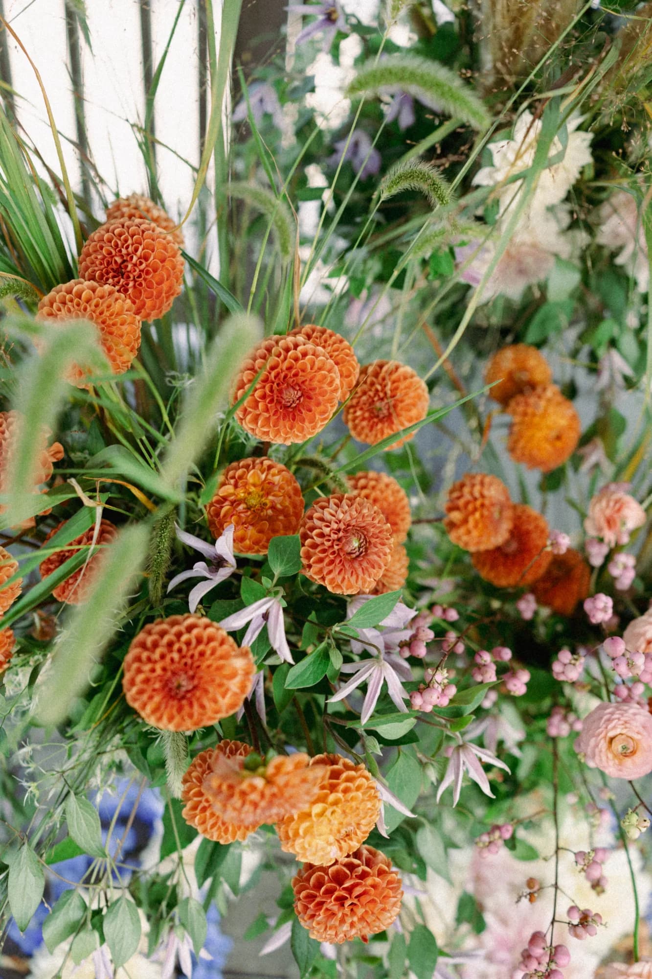 Dense cluster of orange ball dahlias with lavender clematis, foxtail grasses and pink snowberry in a ceremony arrangement