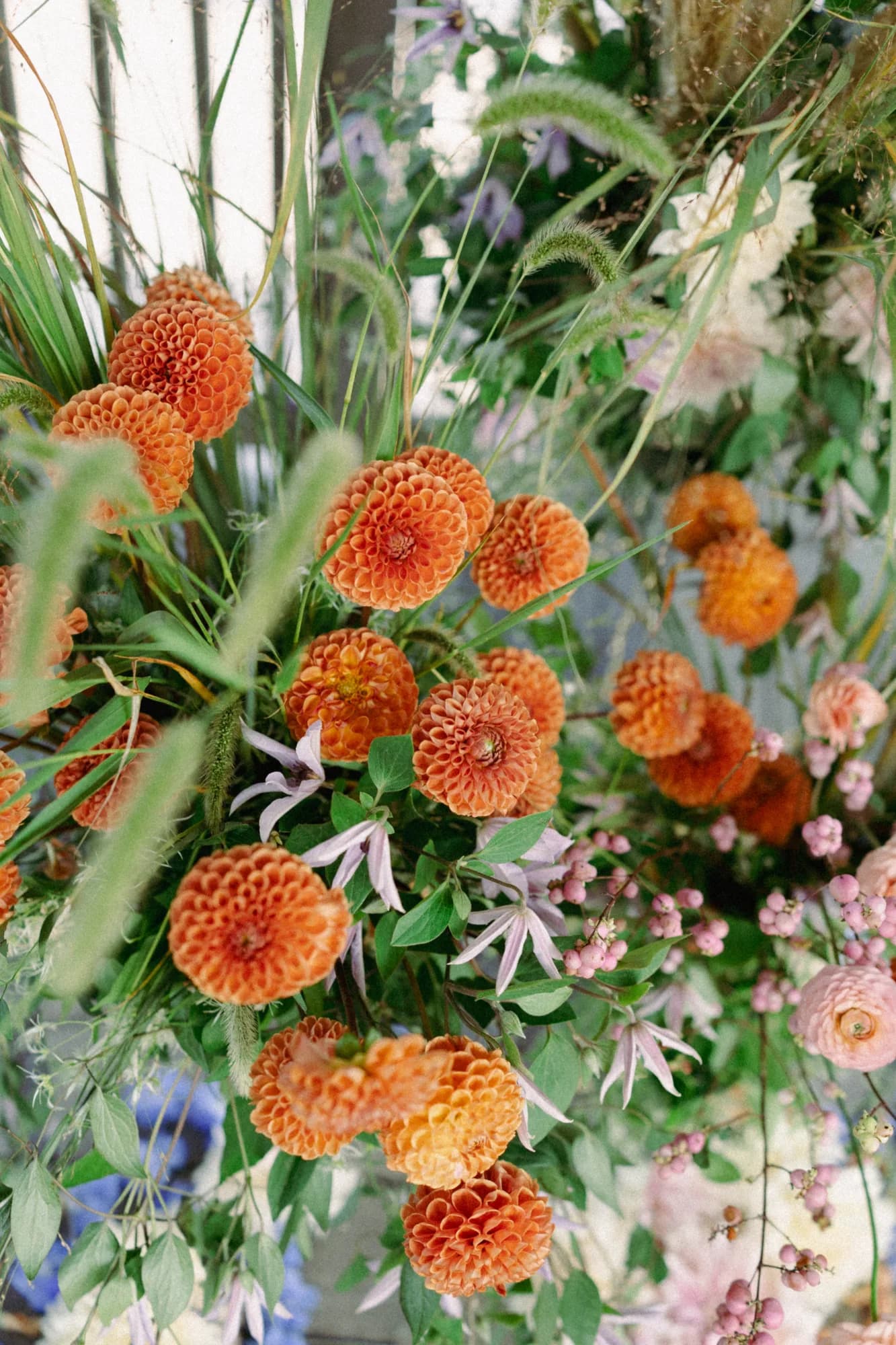 Orange ball dahlias, lavender clematis, foxtail grasses and pink snowberry massed in a ceremony arrangement