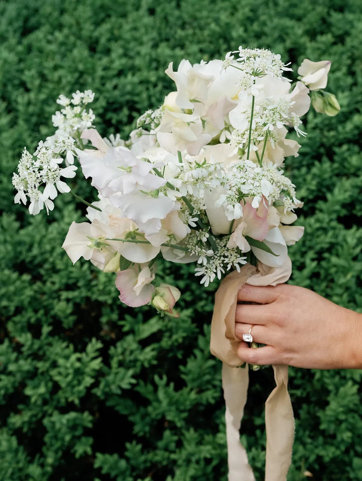 Trisha holds her bouquet of white and blush sweet pea, peonies and lace flower against a boxwood hedge, silk ribbon trailing