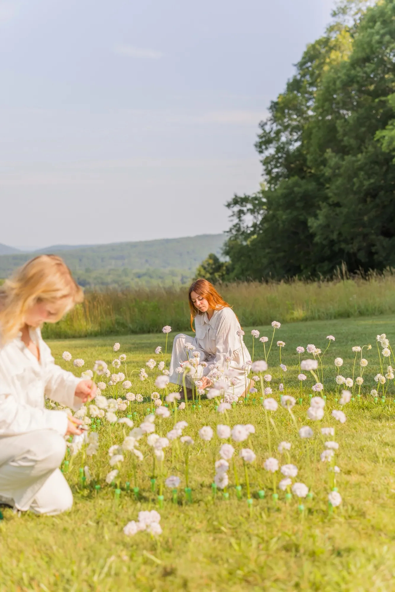 Two women in white linen kneel on a hillside lawn, setting pale scabiosa stems into a meadow installation at golden hour